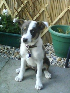 What Breed is My Dog?